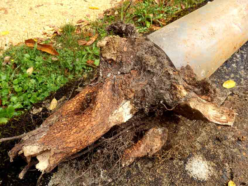 tree roots in sewer pipe